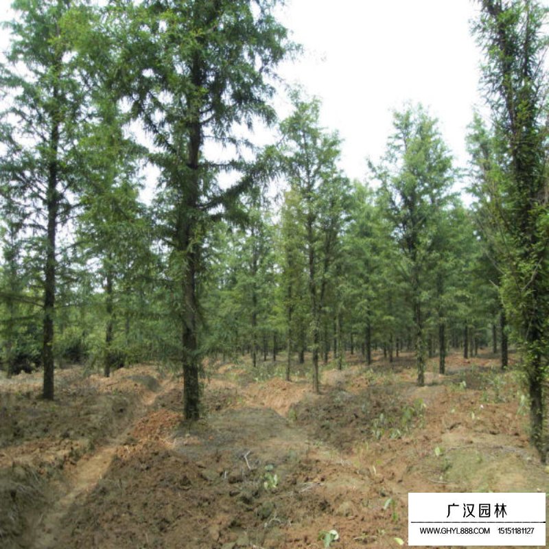 水杉的成長之旅，樹苗的價(jià)格與勵(lì)志之旅的交織。