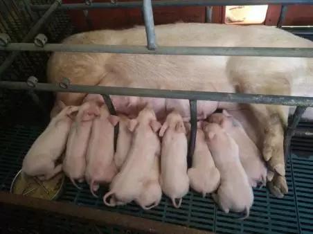 全國(guó)生豬疫情最新通報(bào),全國(guó)生豬疫情最新通報(bào)，觀點(diǎn)闡述與分析