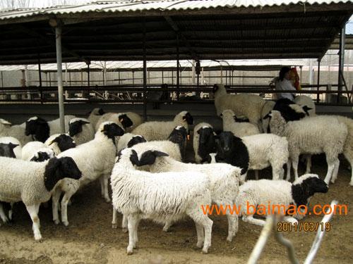 今日綿羊價(jià)格行情詳解，獲取與分析價(jià)格信息的指南