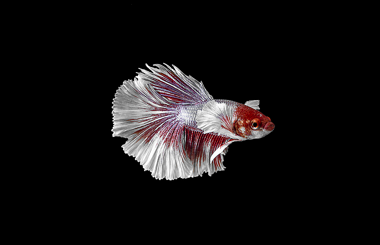 斗魚最新動態(tài)熱點(diǎn)聚焦，趨勢分析與要點(diǎn)解讀