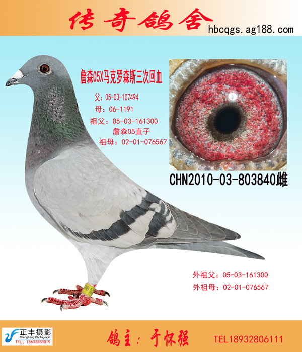 最新種鴿，引領(lǐng)未來鴿壇的領(lǐng)軍者