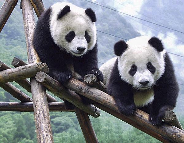 掌握小熊貓飼養(yǎng)技能，從新手到專家的飼養(yǎng)指南