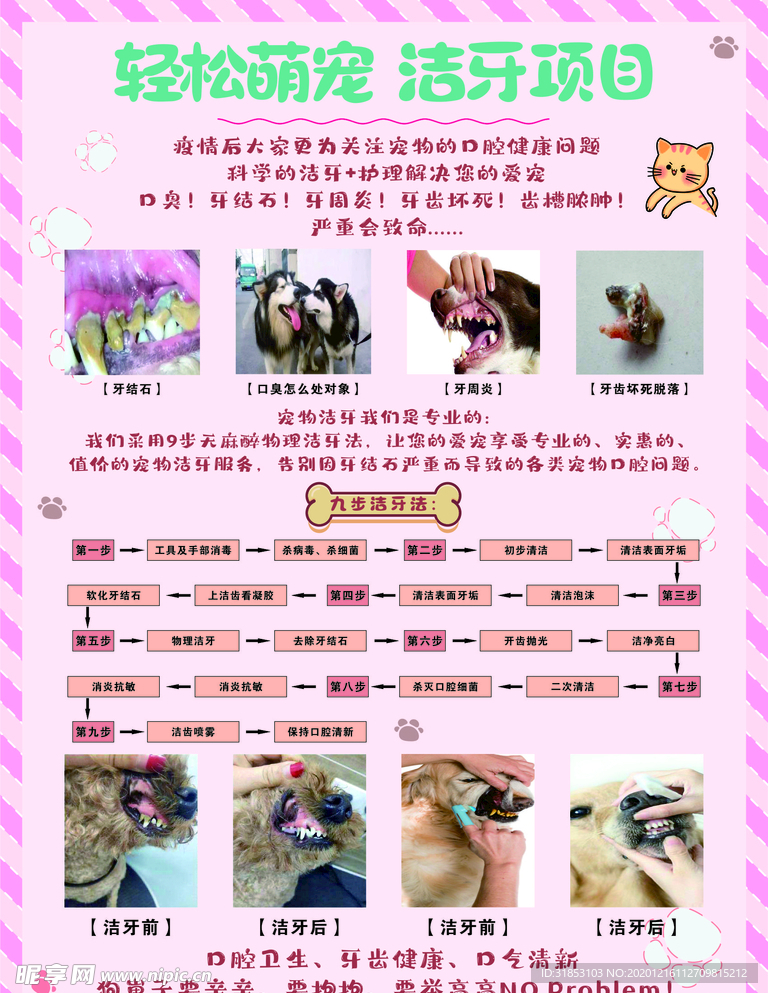 從零開始養(yǎng)寵的詳細(xì)步驟指南，最新寵物項(xiàng)目全解析