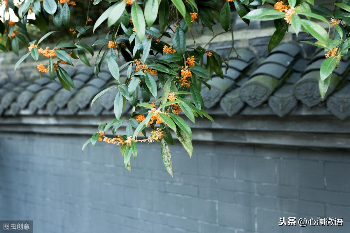 伊秋風(fēng)最新小說(shuō)，學(xué)習(xí)之旅的奇妙變化與自信成就感的碰撞